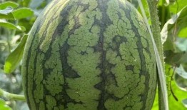 藤一瓜怎么吃,解锁美味新体验