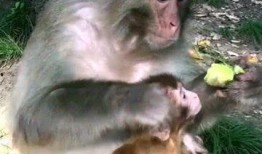 吃瓜女猴子,吃瓜女猴子的趣味生活记