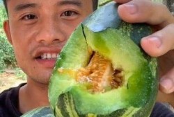 甜瓜能留几个瓜吃