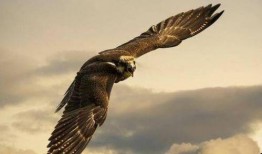 战鹰吃瓜视频,揭秘娱乐圈幕后风云