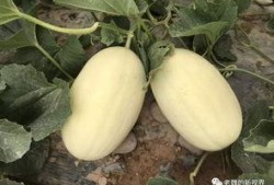 出来找瓜吃吗,“出来找瓜吃”背后的真相与趣味