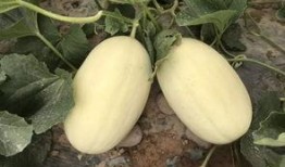 出来找瓜吃吗,“出来找瓜吃”背后的真相与趣味