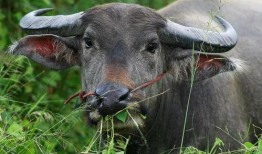 吃瓜的水牛,揭秘动物界的“美食家”日常
