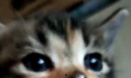 喵呜吃小瓜,喵星人与小瓜的甜蜜邂逅