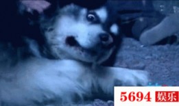 吃瓜群众狼朋友,吃瓜群众与狼朋友的奇幻冒险之旅