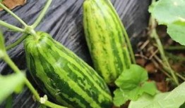 现场吃瓜什么意思,揭秘娱乐圈幕后风云