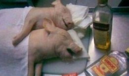 吃瓜产房,孕期生活趣味横生