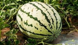 泉医吃瓜,揭秘医疗圈那些鲜为人知的幕后故事