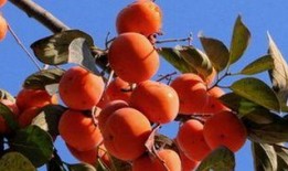 吃柿子能吃小瓜吗