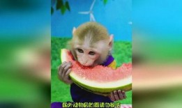 吃瓜女猴子,吃瓜女猴子的趣味生活记