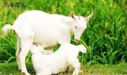 小羊打人吃瓜,一场意外的乡村闹剧