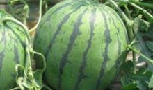 吃瓜头像12张,带你领略网络潮流风采