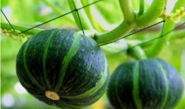 吃贝贝瓜便秘,健康生活新体验