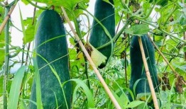 火爆吃瓜小说,揭秘火爆吃瓜小说背后的真相