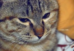 喵呜吃小瓜,喵星人与小瓜的甜蜜邂逅