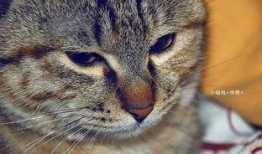 喵呜吃小瓜,喵星人与小瓜的甜蜜邂逅