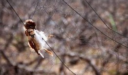 怎样防止鸟吃幼瓜,有效措施守护丰收