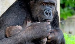 吃瓜女大猩猩,揭秘动物界的“网红”现象