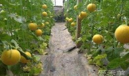 伊丽莎白瓜孕期可以吃吗,伊丽莎白瓜的安全性解析