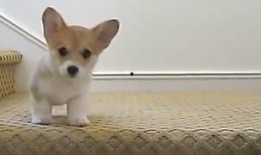 喂狗吃瓜视频大全,喂狗吃瓜视频大全集锦