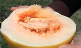 海地蜜瓜怎么吃,探索热带风味的甜蜜享受