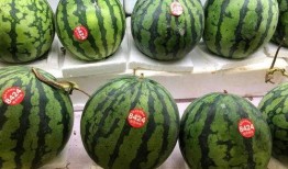 今日吃瓜51吃瓜中心,揭秘娱乐圈最新热点，带你畅游吃瓜盛宴