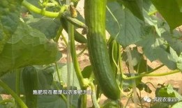 吃乳瓜好处,乳瓜带来的多重益处揭秘