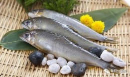 八瓜鱼吃货直播,带你领略美食世界的无限魅力