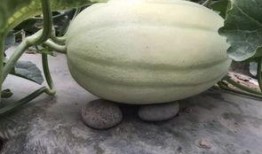 出来找瓜吃吗,“出来找瓜吃”背后的真相与趣味