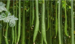 梦见吃瓜洗瓜,瓜果飘香，揭秘梦中吃瓜洗瓜的神秘寓意