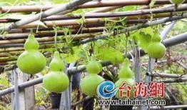 产后吃葫芦瓜,天然滋补，助力妈妈恢复健康