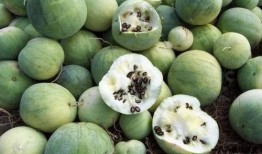 2016吃瓜群众的由来,吃瓜群众崛起，网络舆论场的新力量