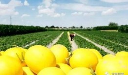 可口蜜瓜怎么吃,可口蜜瓜的多重食法探索