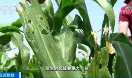 云南草地吃瓜,云南草地瓜果飘香