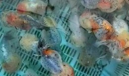 吃瓜喂鱼视频大全,欢乐瞬间尽收眼底