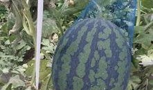 藤一瓜怎么吃,解锁美味新体验