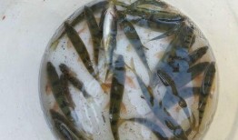 花鱼吃瓜,探寻水族美食的奥秘