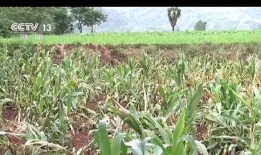 云南草地吃瓜,云南草地瓜果飘香