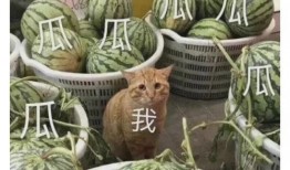 吃瓜转广告,揭秘美食背后的秘密