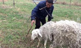 小羊打人吃瓜,一场意外的乡村闹剧