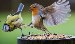 怎样防止鸟吃幼瓜,有效措施守护丰收