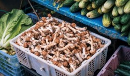 芒市本地吃瓜,探寻本地特色美食之旅