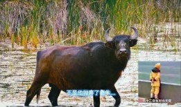 吃瓜的水牛,揭秘动物界的“美食家”日常