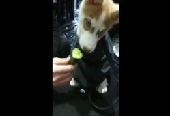 喂狗吃瓜视频大全,喂狗吃瓜视频大全集锦