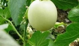 甜瓜能留几个瓜吃