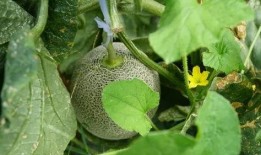 吃瓜的清理工,默默守护网络环境的守护者