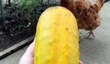 吃黄黄的瓜,营养与美味的双重享受