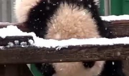 吃瓜小熊人类,揭秘人类世界的趣味观察记