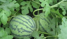 李弘礼吃瓜,揭秘娱乐圈幕后真相