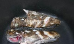 黑鱼可以和蒲瓜一起吃吗,健康搭配的饮食新选择